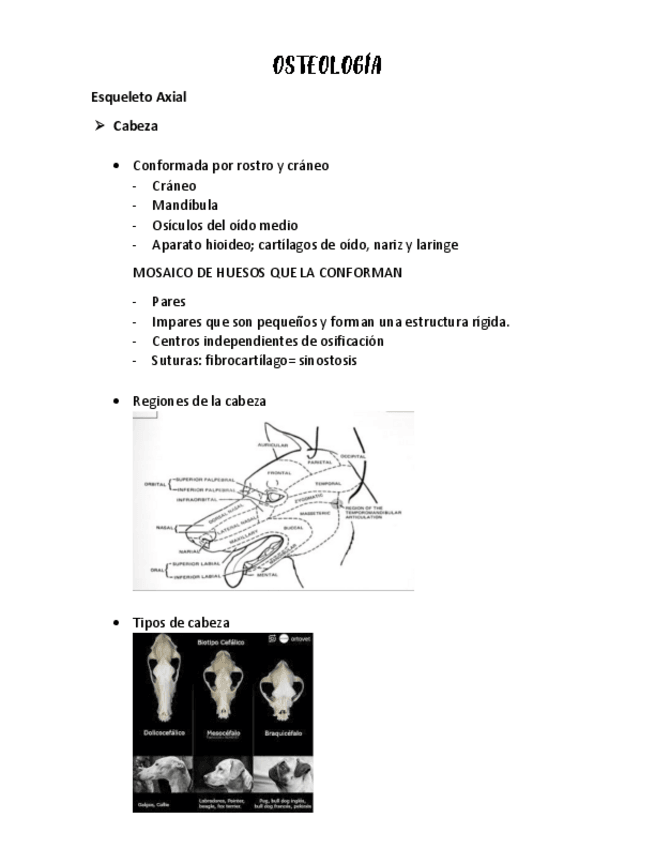 Miniatura del documento OSTEOLOGIA-CRANEO.pdf