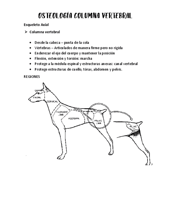 Miniatura del documento OSTEOLOGIA-COLUMNA-VERTEBRAL.pdf