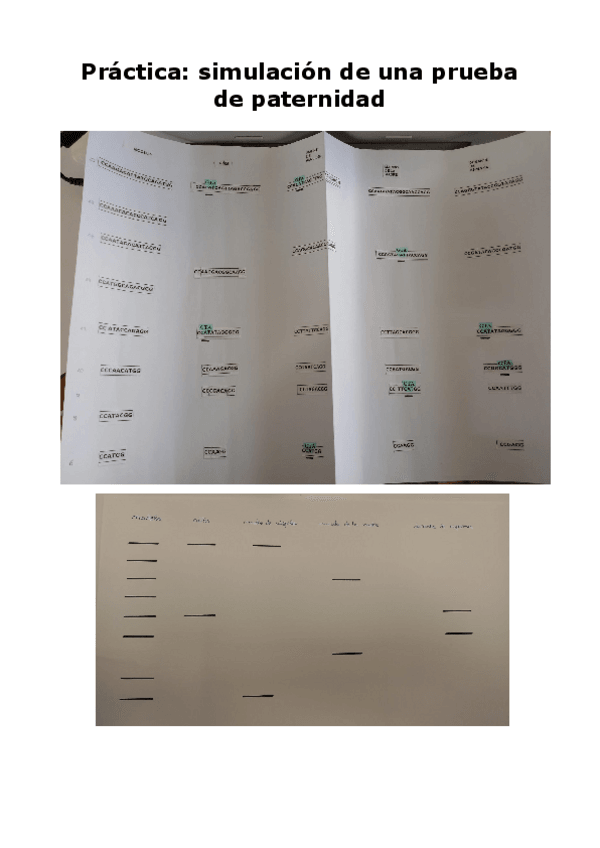 Miniatura del documento Simulacion-prueba-de-paternidad.pdf
