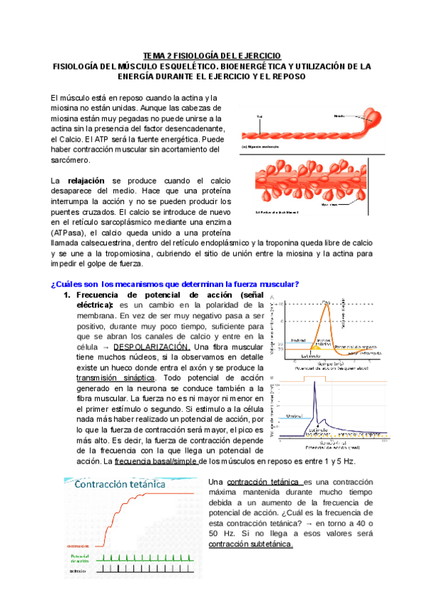 Miniatura del documento APUNTES-FISIOLOGIA-DEL-EJERCICIO.docx.pdf