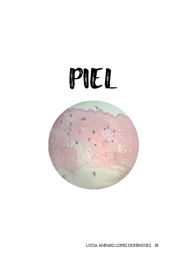 Miniatura del documento PIEL.pdf