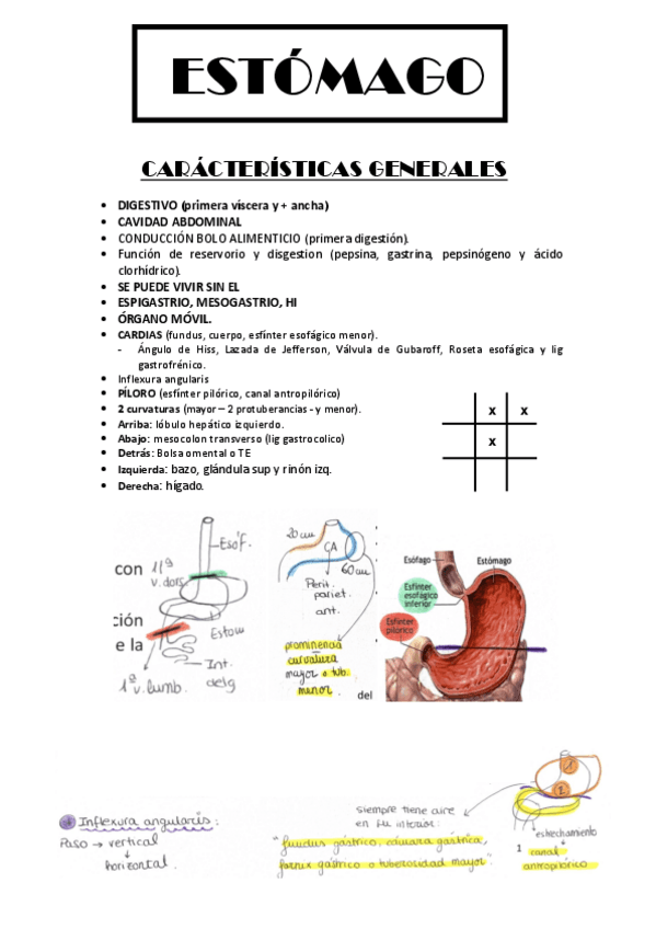 Miniatura del documento RESUMEN-ESTOMAGO.pdf