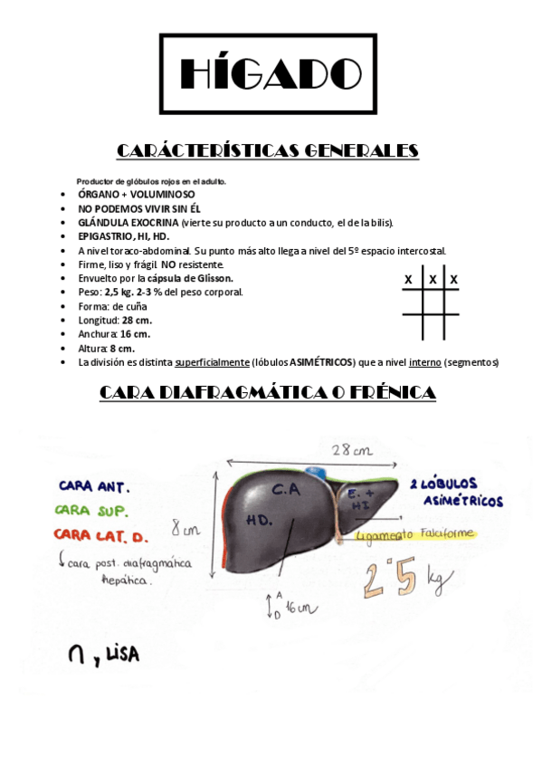 Miniatura del documento RESUMEN-HIGADO.pdf