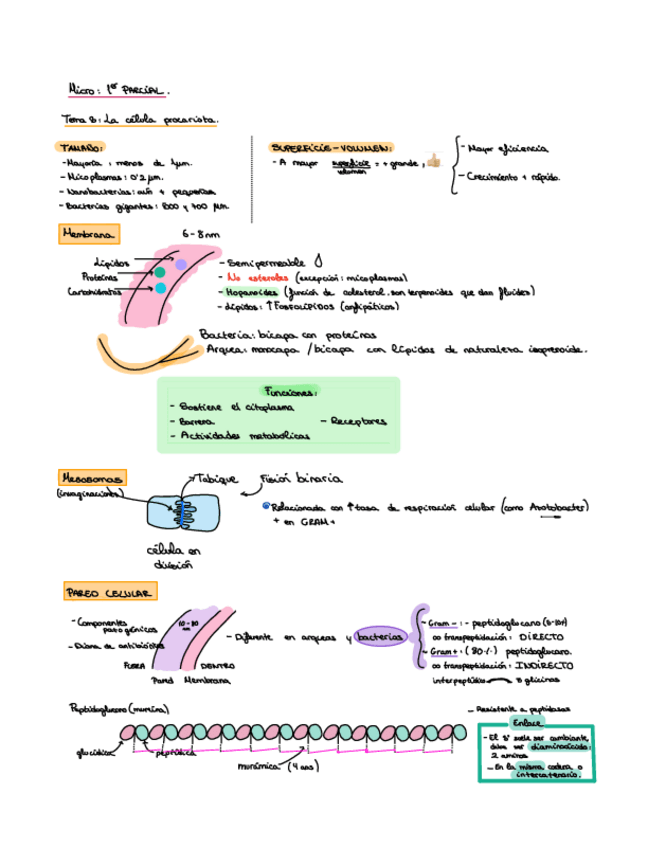 Miniatura del documento Apuntes ilustrados y resumidos 1er parcial.pdf