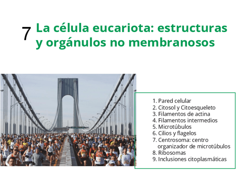 Miniatura del documento 7-Cel.-euc.--org.-NO-membr..pdf