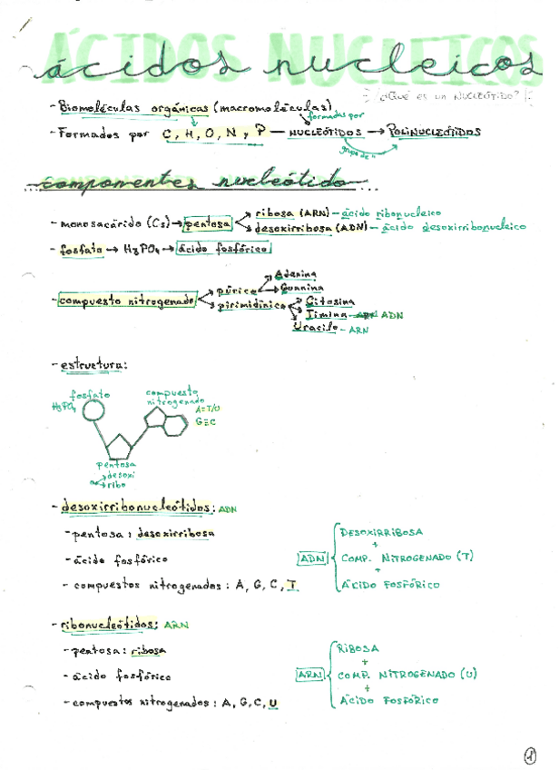 Miniatura del documento Acidos-nucleicos-esquemas.pdf