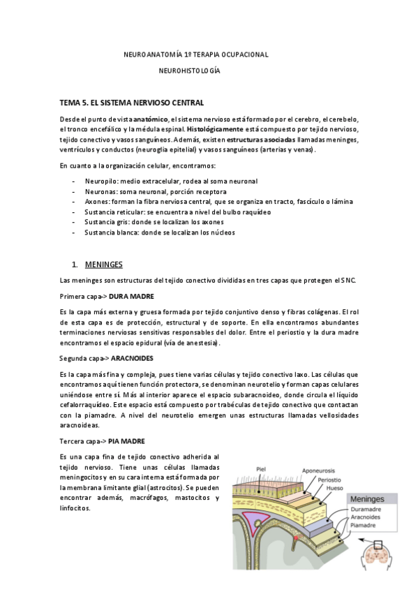 Miniatura del documento NEUROHISTOLOGIA-T5-y-T6.pdf