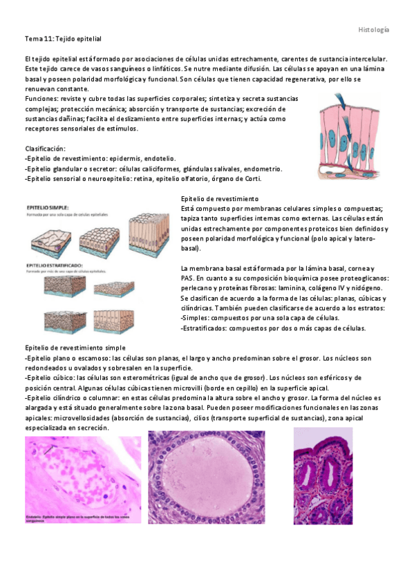 Miniatura del documento Histología.pdf
