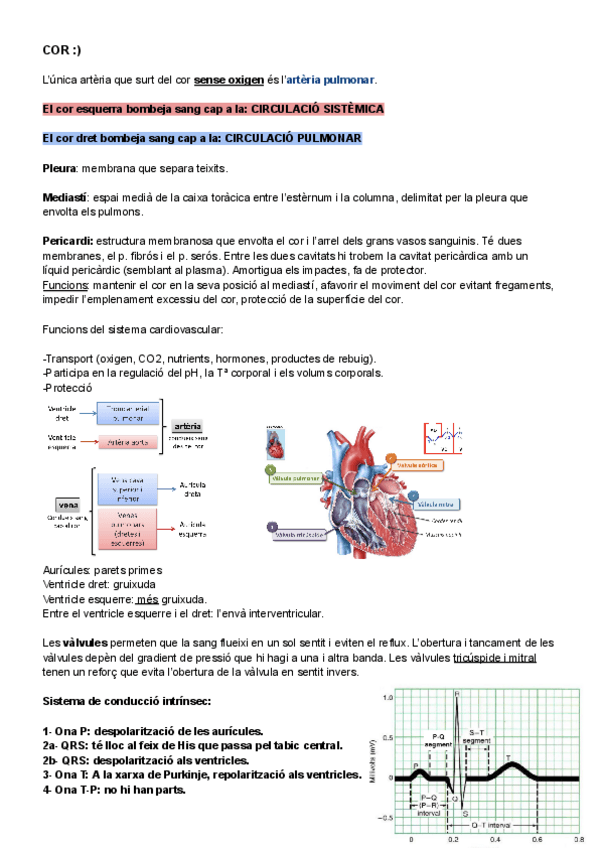 Miniatura del documento Apunts-cor.pdf