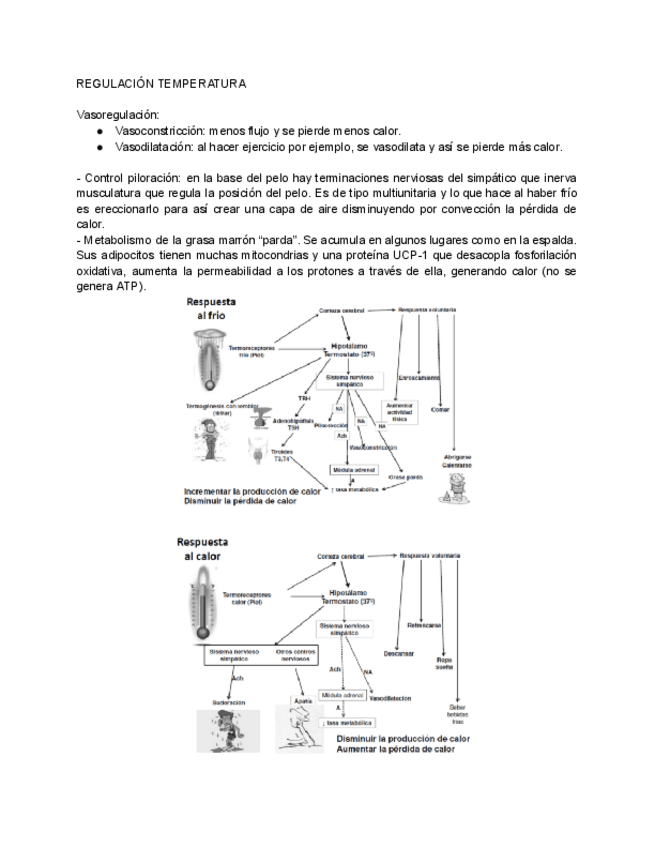 Miniatura del documento REGULACION-TEMPERATURA.pdf