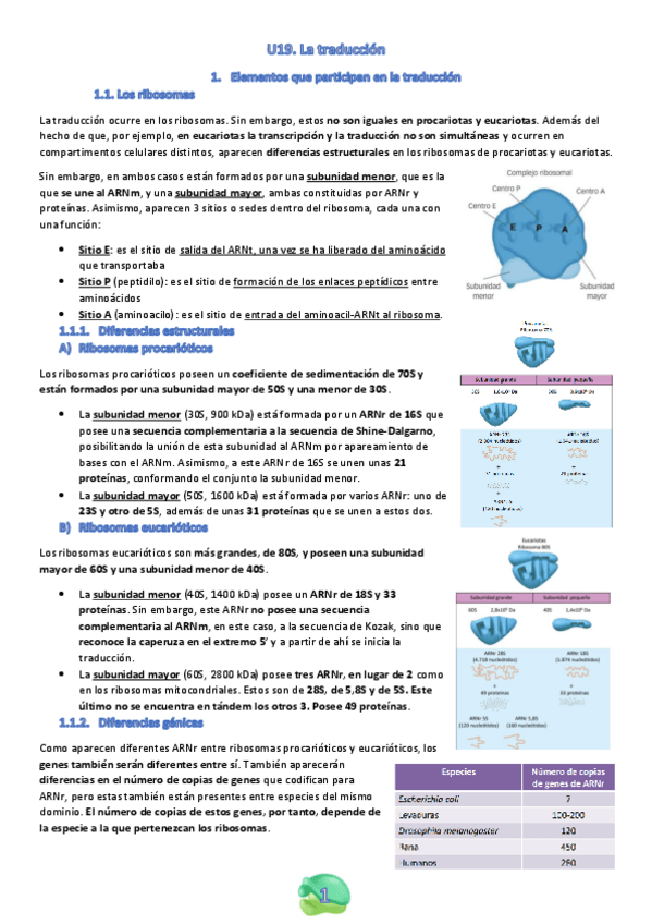 Miniatura del documento U19.-La-traduccion.pdf