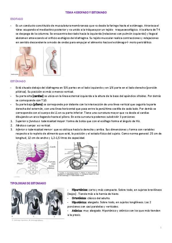 Miniatura del documento TEMA-4M-ESOFAGO-Y-ESTOMAGO.pdf