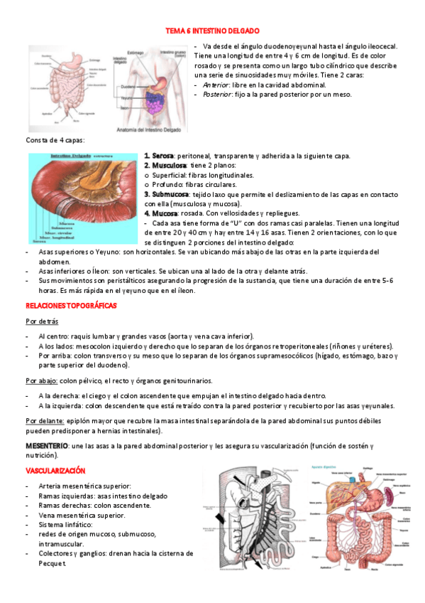 Miniatura del documento TEMA-6M-INTESTINO-DELGADO.pdf