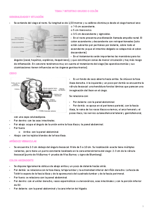 Miniatura del documento TEMA-7M-INTESTINO-GRUESO-O-COLON.pdf