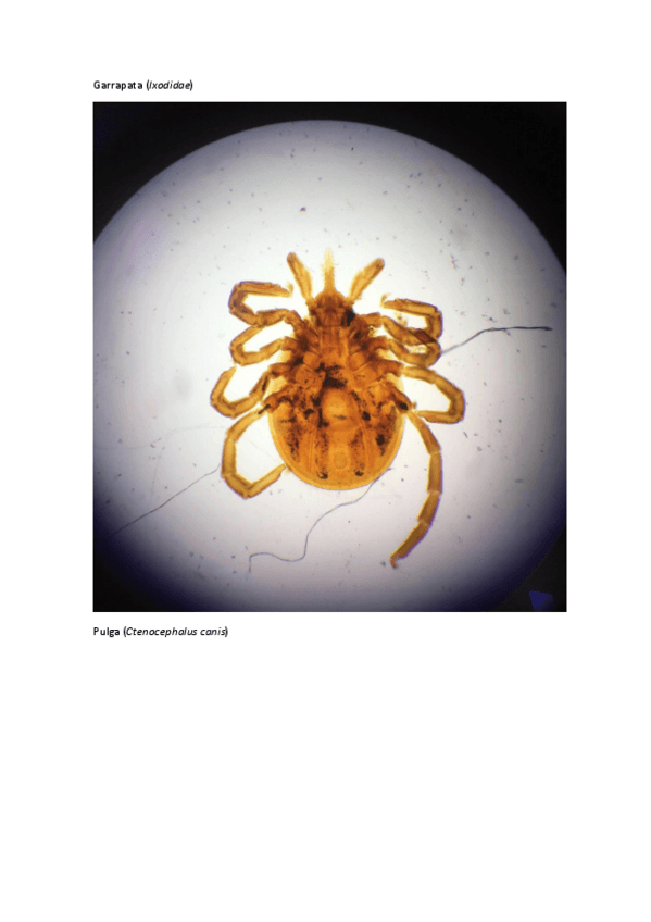 Miniatura del documento 5o-sesion-parasitologia.pdf