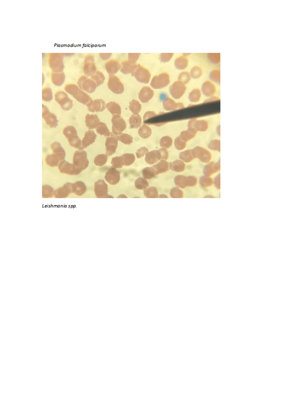 Miniatura del documento 1o-sesion-parasitologia.pdf