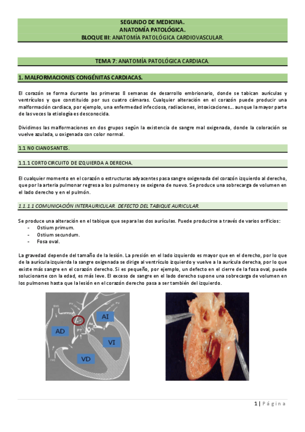 Miniatura del documento TEMA-7.-ANATOMIA-PATOLOGICA-CARDIACA..pdf