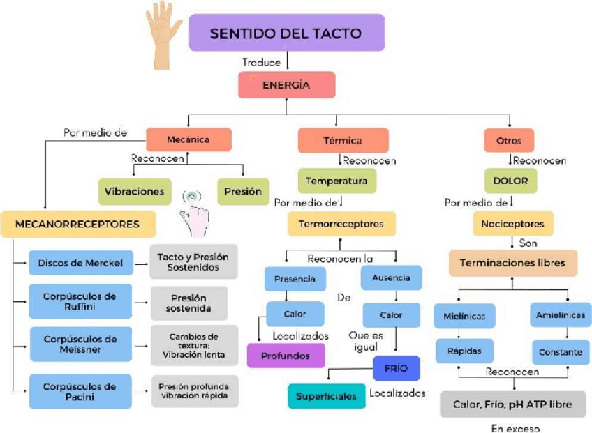 Miniatura del documento SENTIDO-DEL-TACTO.pdf