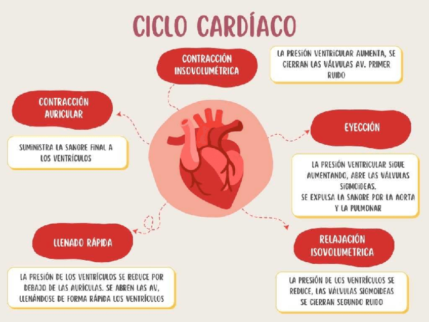 Miniatura del documento CICLO-CARDIACO.pdf