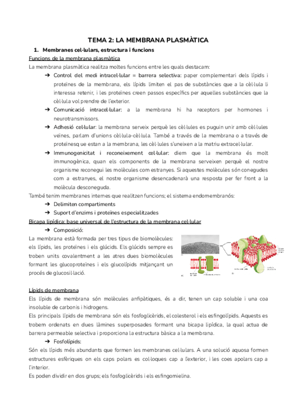 Miniatura del documento TEMA-2-LA-MEMBRANA-PLASMATICA.pdf