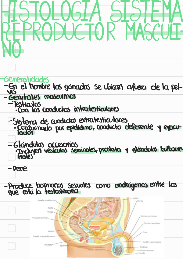 Miniatura del documento Histologia-sistema-reproductor-masculino.pdf