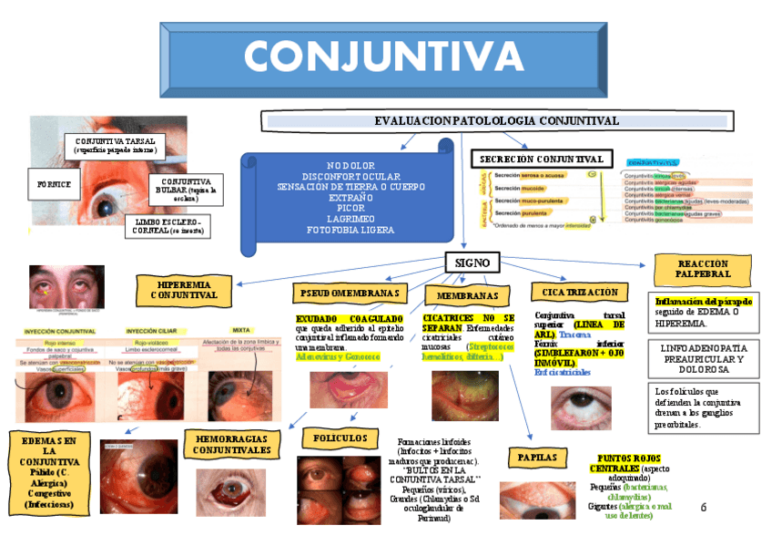 Miniatura del documento T2.-CONJUNTIVA-2.pdf