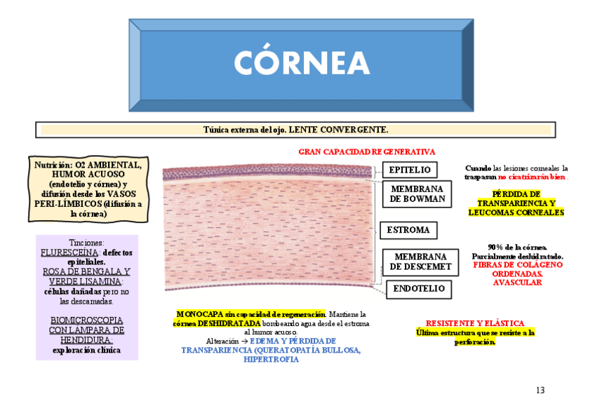 Miniatura del documento T3.-CORNEA.pdf