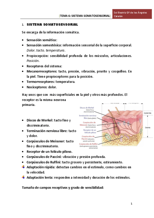Miniatura del documento TEMA 6 SIST SOMATOSENSORIAL.pdf