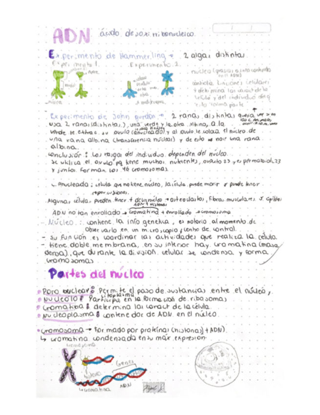 Miniatura del documento Adn-Nucleo-Cromosomas-Y-sindromes.pdf