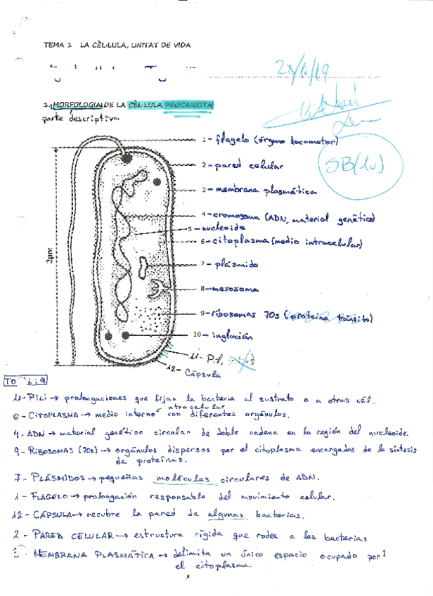 Miniatura del documento Apuntes-Morfologia-celular.pdf