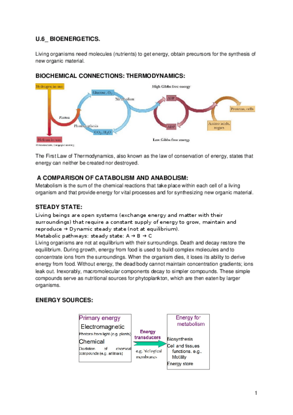 Miniatura del documento BCH.U6BIOENERGETICS.docx