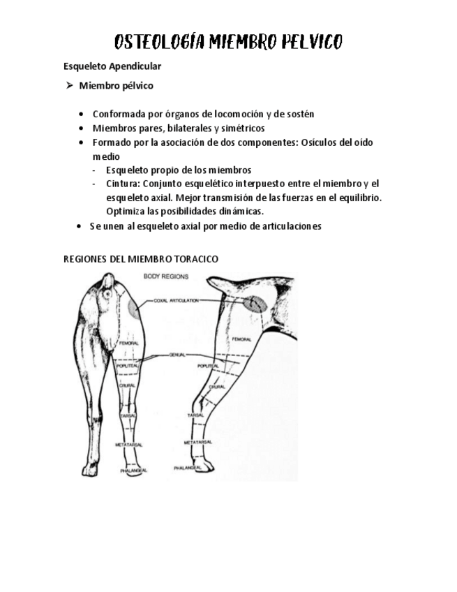 Miniatura del documento OSTEOLOGIA-MIEMBRO-PELVICO.pdf
