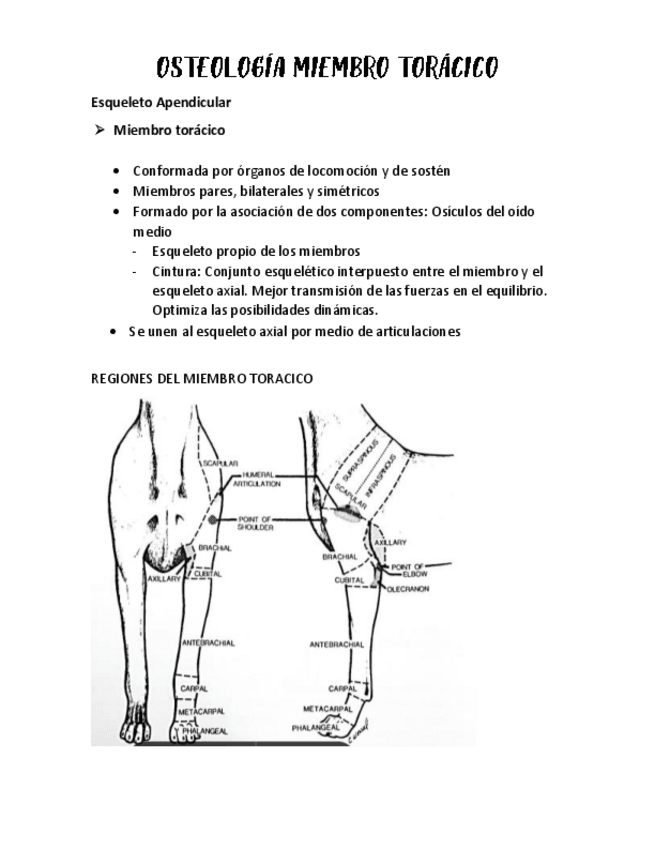 Miniatura del documento OSTEOLOGIA-MIEMBRO-TORACICO.pdf