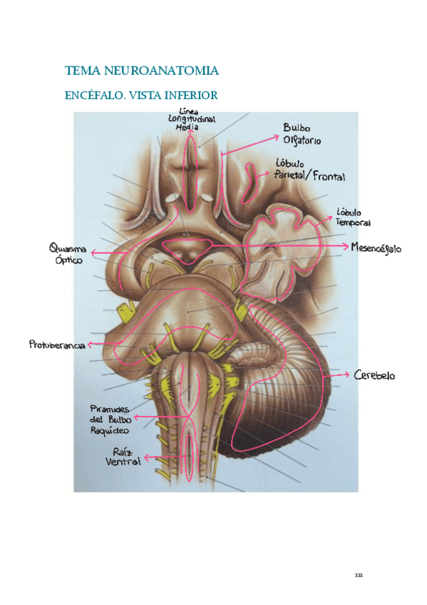 Miniatura del documento Neuroanatomia.pdf