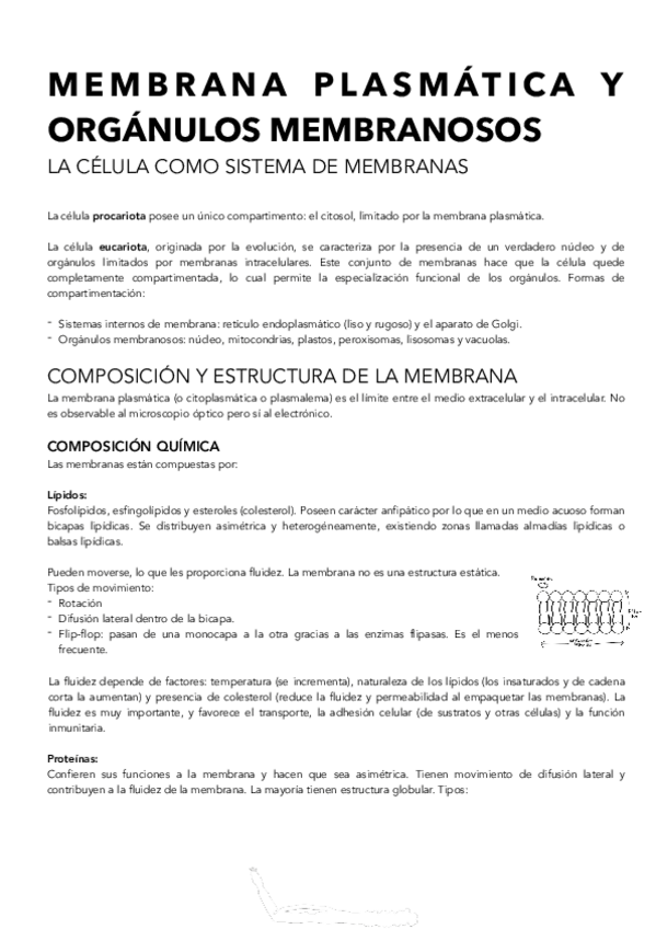 Miniatura del documento Membrana-organulos-y-hialoplasma..pdf