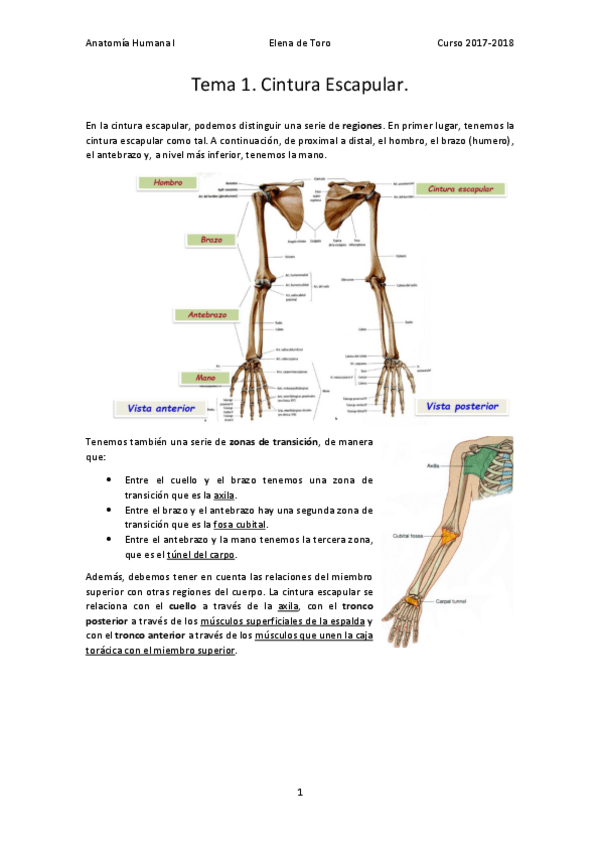 Miniatura del documento Tema 1. Cintura Escapular..pdf
