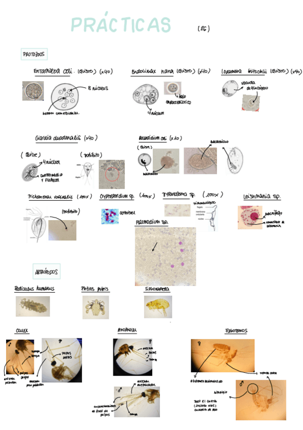 Miniatura del documento practicas-parasitologia.pdf