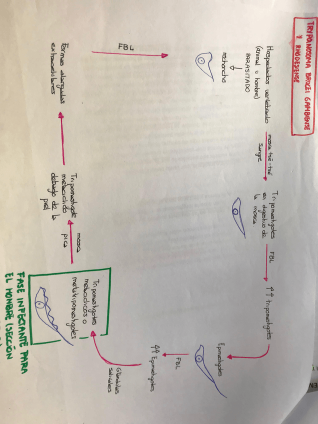 Miniatura del documento ciclo tripanosoma brucei- gambiense y rhodesiense.JPG