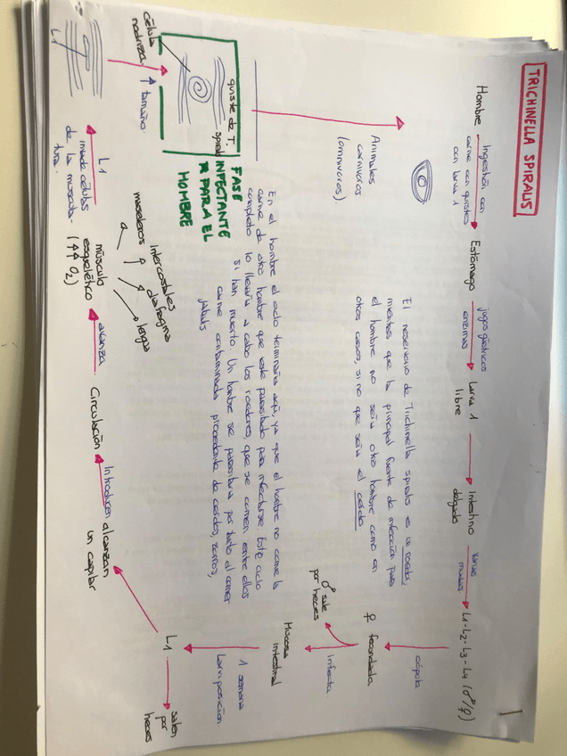 Miniatura del documento trichinella spiralis.JPG