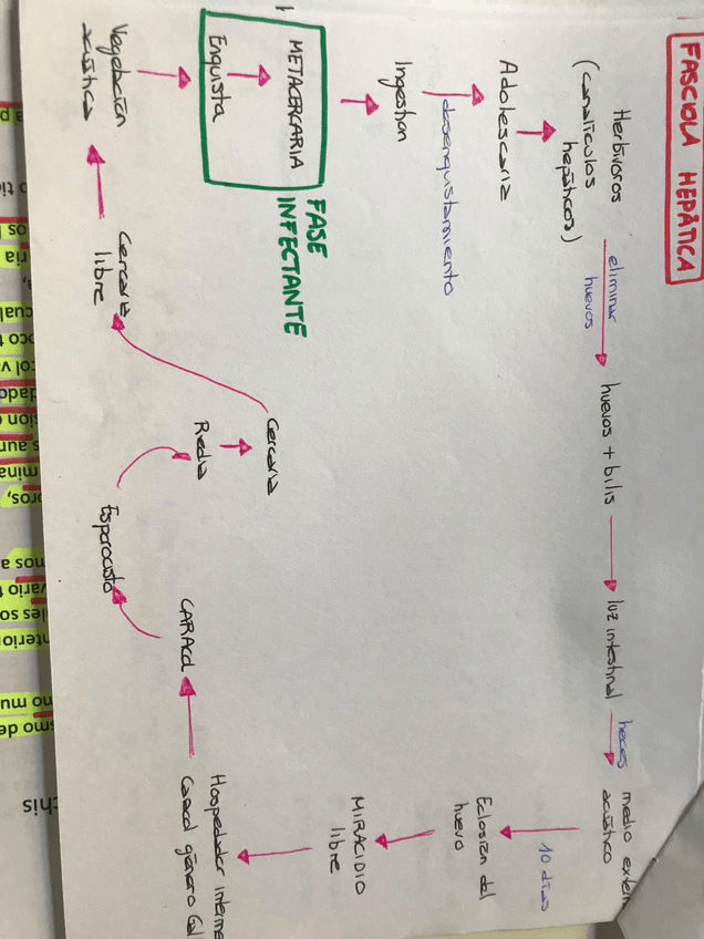 Miniatura del documento FASCIOLA HEPATICA.JPG