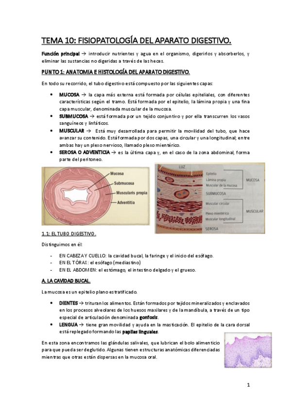 Miniatura del documento TEMA-10J-digestivo-FG.pdf