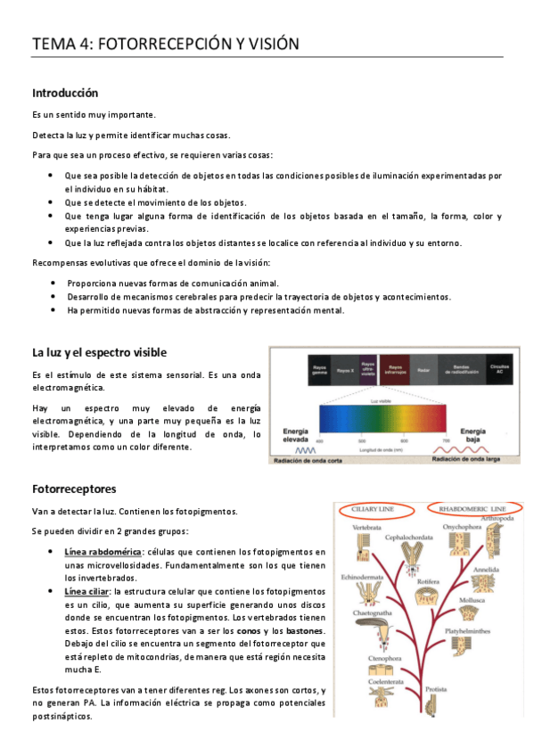 Miniatura del documento 4.-FOTORRECEPCION-Y-VISION.pdf