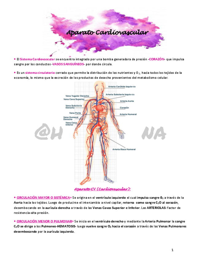 Miniatura del documento Sistema-Cardiovascular-hemodicina.pdf