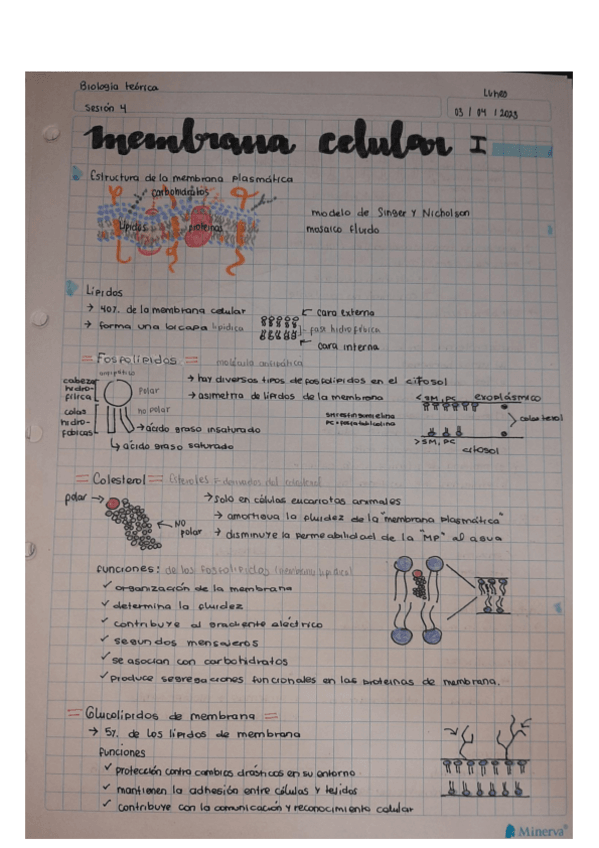 Miniatura del documento Membrana-Celular-I-BIO-TEO-Semana-2.pdf