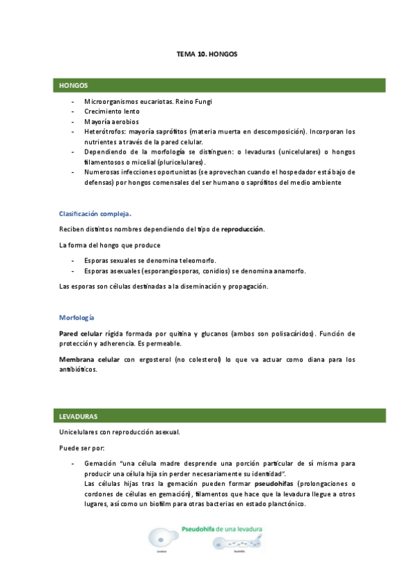 Miniatura del documento 10.-Hongos.pdf