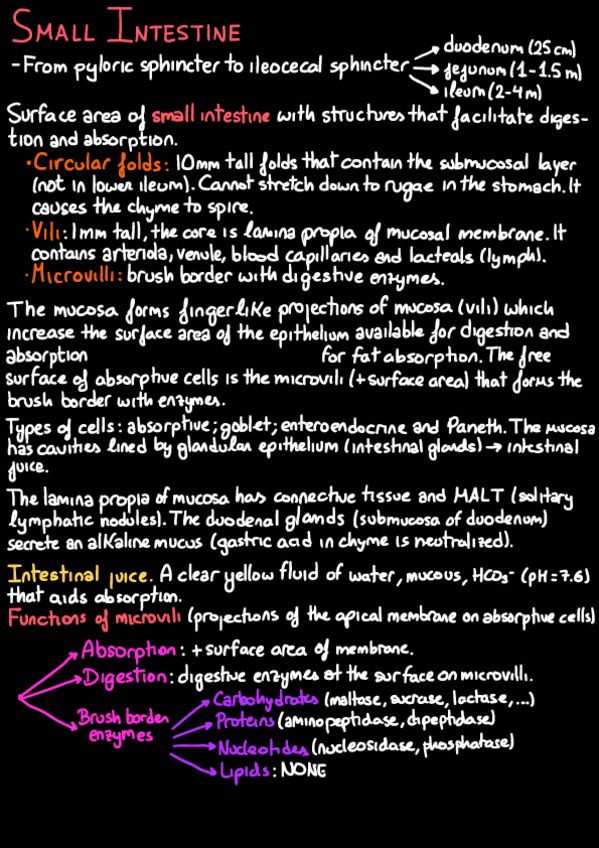 Miniatura del documento MPII-Intestines.pdf