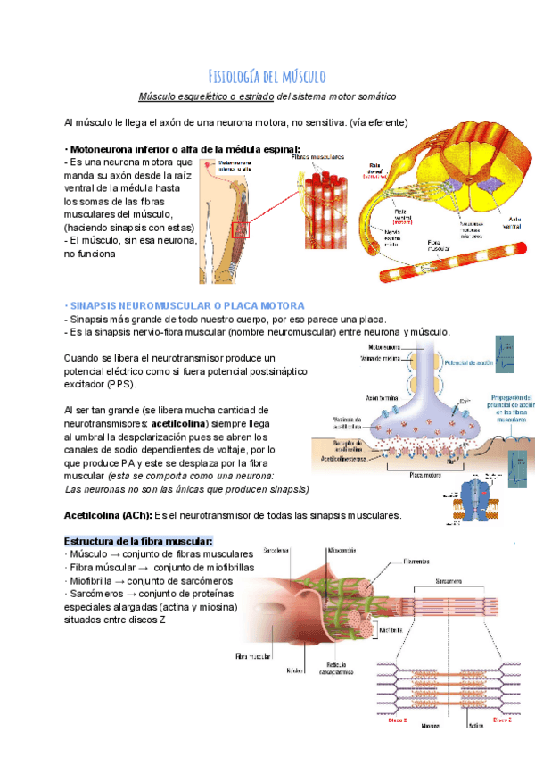Miniatura del documento Tema-6.-Fisiologia-del-musculo.pdf