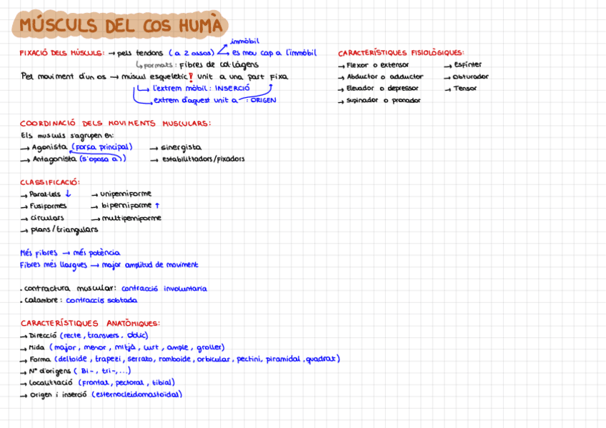 Miniatura del documento esquema-musculos-del-cuerpo-humano.pdf