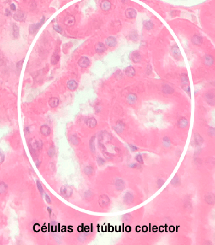 Miniatura del documento Practicas.pdf