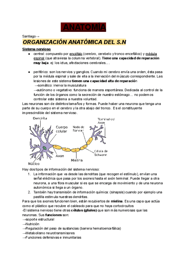 Miniatura del documento ANATOMIA.-SN.pdf
